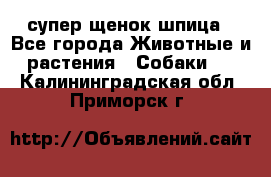 супер щенок шпица - Все города Животные и растения » Собаки   . Калининградская обл.,Приморск г.